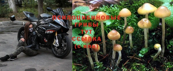 ешки Арсеньев
